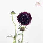 Scabiosa Purple 蓝盆花 - (Per Bundle)