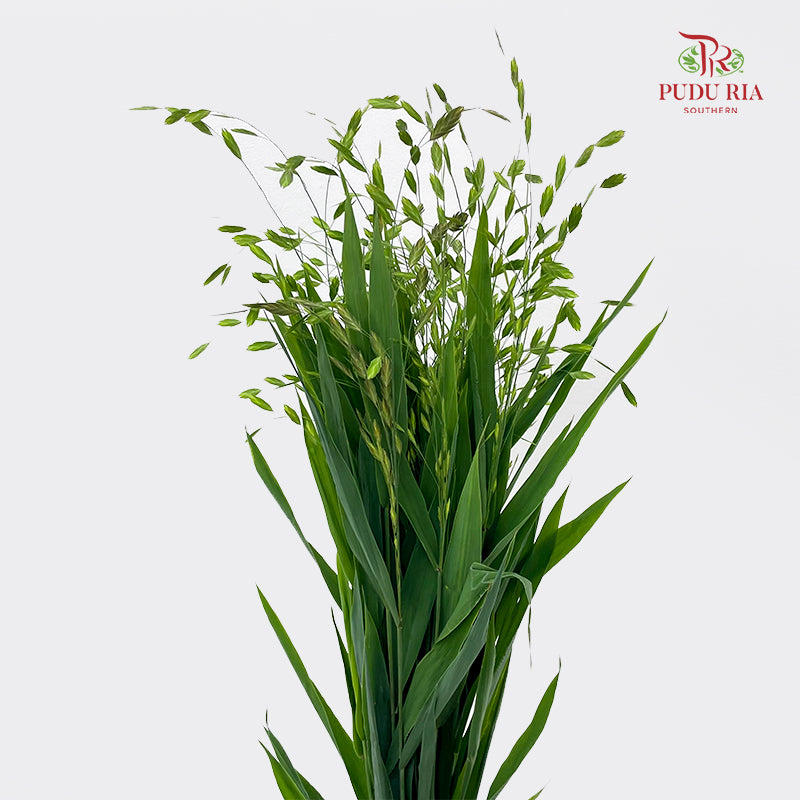 Mini Chasmanthium Grass 小盼草 - (Per Bundle)