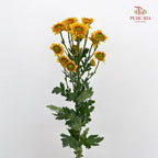 Chrysanthemum Pompom Daisy Yellow Brown 1 - (10-12 Stems)