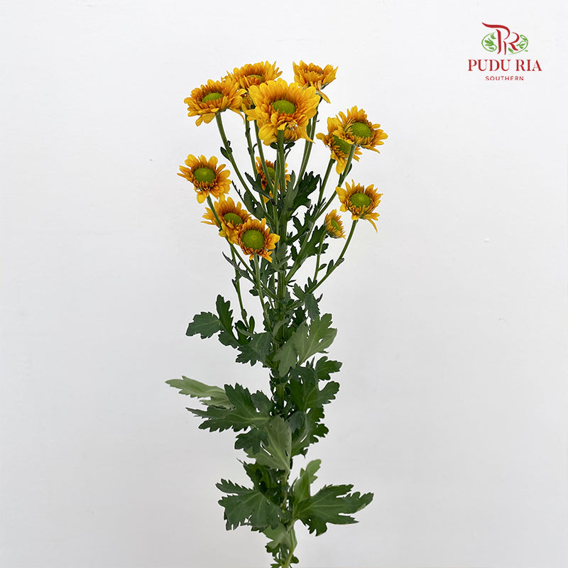 Chrysanthemum Pompom Daisy Yellow Brown 1 - (10-12 Stems)