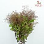 Cotinus Coggygria - Pudu Ria Florist Southern