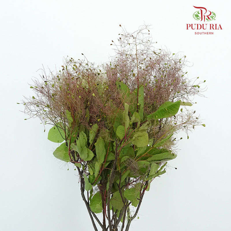 Cotinus Coggygria - Pudu Ria Florist Southern