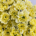 Chrysanthemum Pompom Resq Yellow - (10-12 Stems)