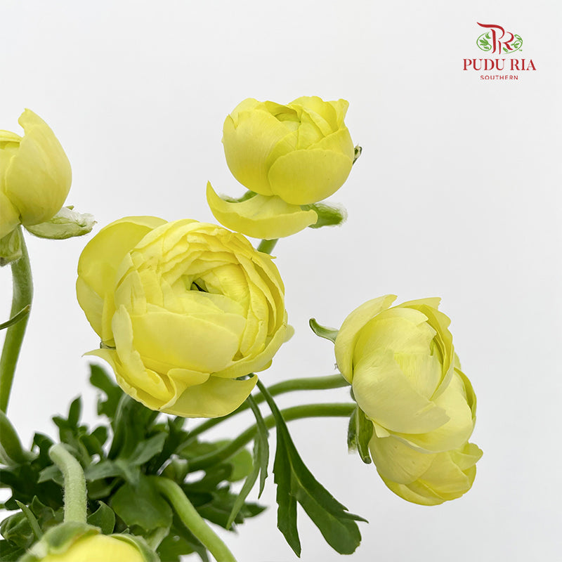 Ranunculus Light Yellow (8 - 10 Stems) - Wholesale flowers delivery in ...
