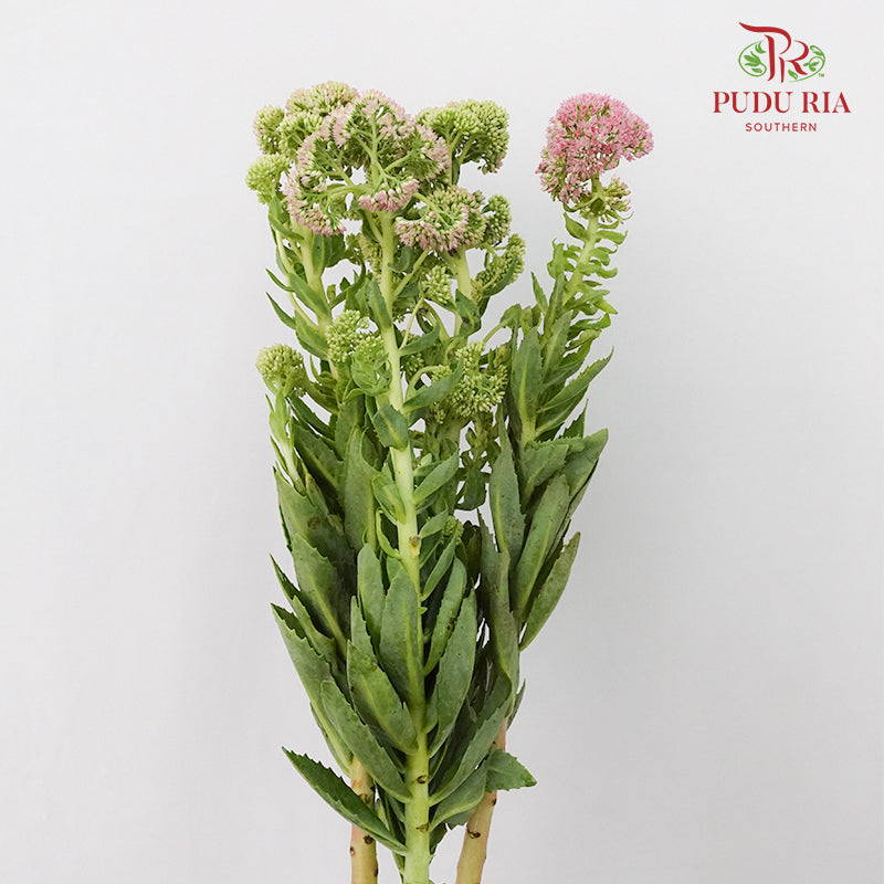 Sedum - Pudu Ria Florist Southern