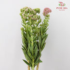 Sedum - Pudu Ria Florist Southern