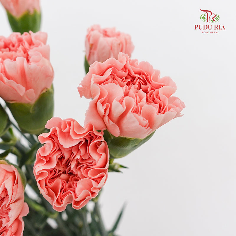 Carnation Mermaid Pink 人鱼粉康乃馨- (18-20 Stems)