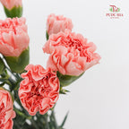 Carnation Mermaid Pink 人鱼粉康乃馨- (18-20 Stems)