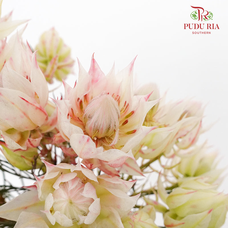 Blushing Bride Light Pink - Pudu Ria Florist Southern