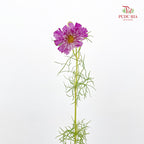 Cosmos Bipinnatus Purple 秋英 - (5 Stems)