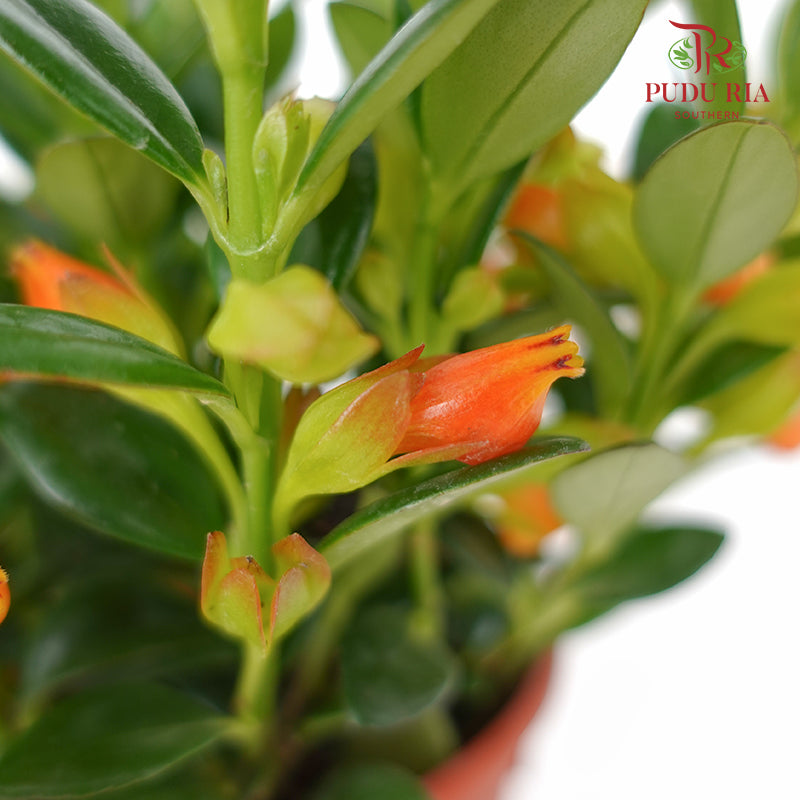 JH Nematanthus Orange - Pudu Ria Florist Southern