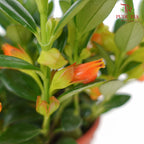 JH Nematanthus Orange - Pudu Ria Florist Southern