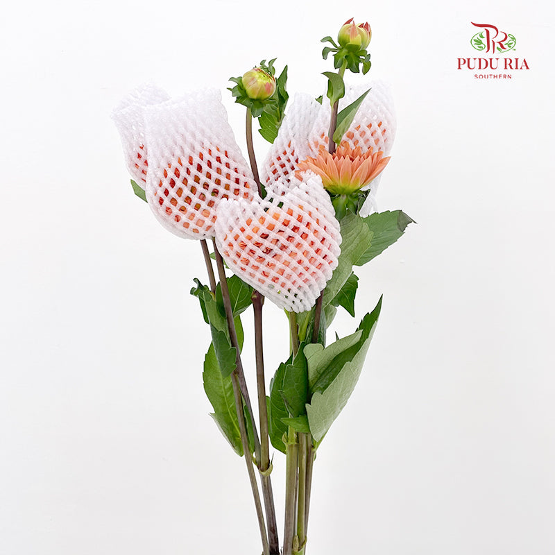 Dahlia Orange - (Per Bundle)