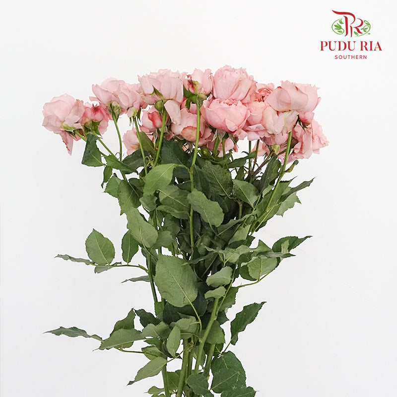 Rose Spray Juliet (6 Stems) - Pudu Ria Florist Southern