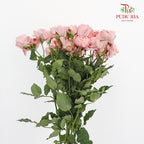 Rose Spray Juliet (6 Stems) - Pudu Ria Florist Southern
