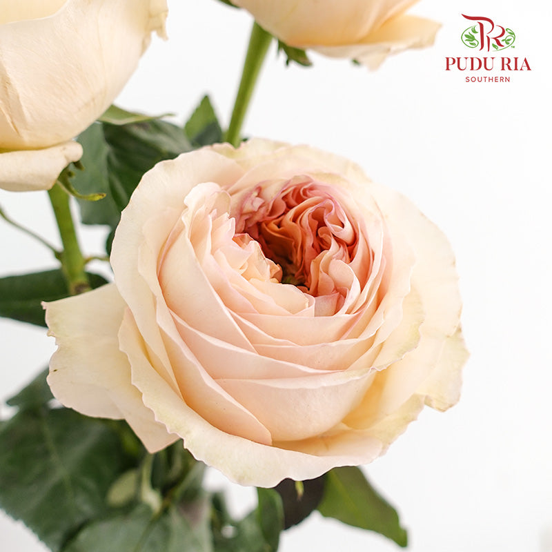 Rose Cream X-Pression - (15 Stems)