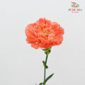 Carnation St Orange Memories - (18-20 Stems)