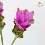 Curcuma Purple - (3 Stems)