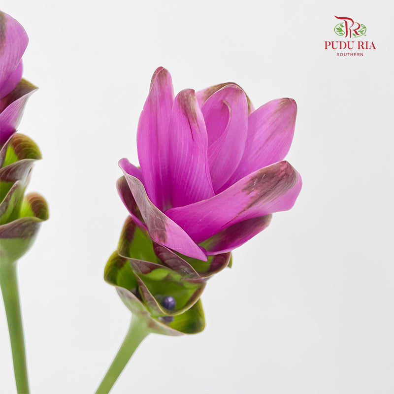 Curcuma Purple - (3 Stems)
