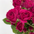 Rose Spray Quncy - (8-10 Stems)