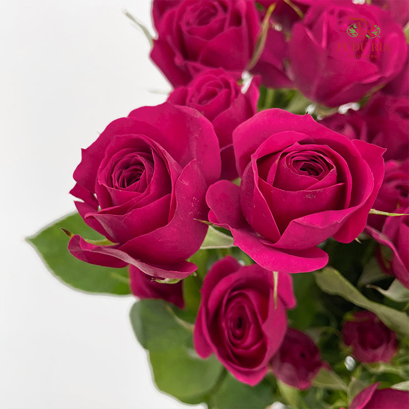 Rose Spray Quncy - (8-10 Stems)