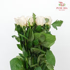 Rose Silver Slip (8-10 Stems) - Pudu Ria Florist Southern