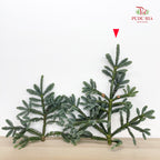 Nobilis Abies 冷杉 (L) - (Per Stem)