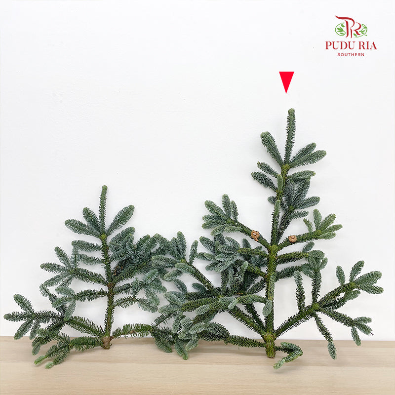 Nobilis Abies 冷杉 (L) - (Per Stem)