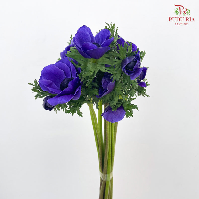 Anemone Hupehensis Purple 银莲花 - (Per Bundle)
