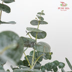 Eucalyptus Cinerea - Small Bunch - Pudu Ria Florist Southern