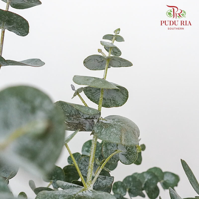 Eucalyptus Cinerea - Small Bunch - Pudu Ria Florist Southern