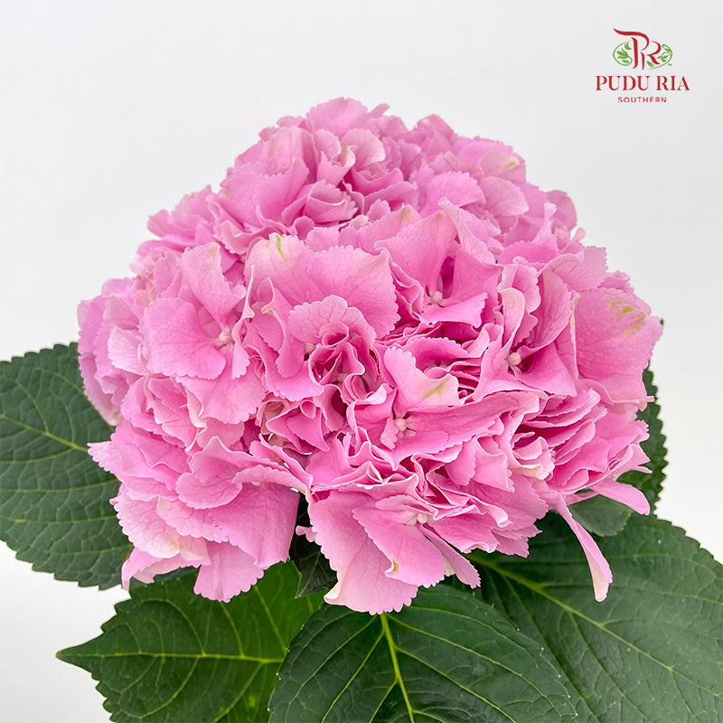 Hydrangea Light Pink - (Per Stem)