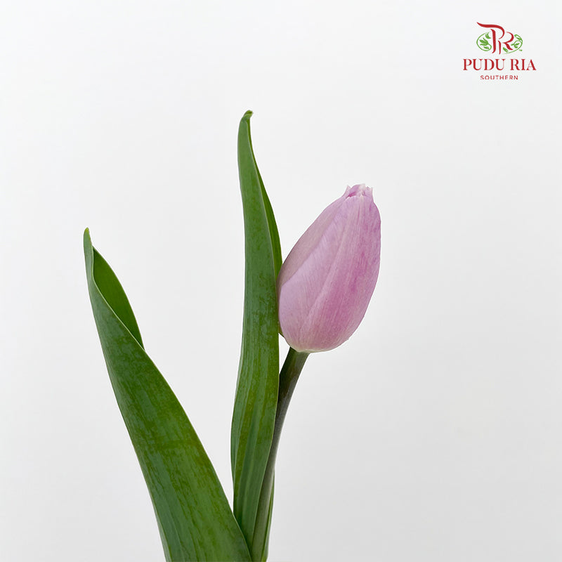 Tulip Purple 郁金香 - (8-10 Stems)