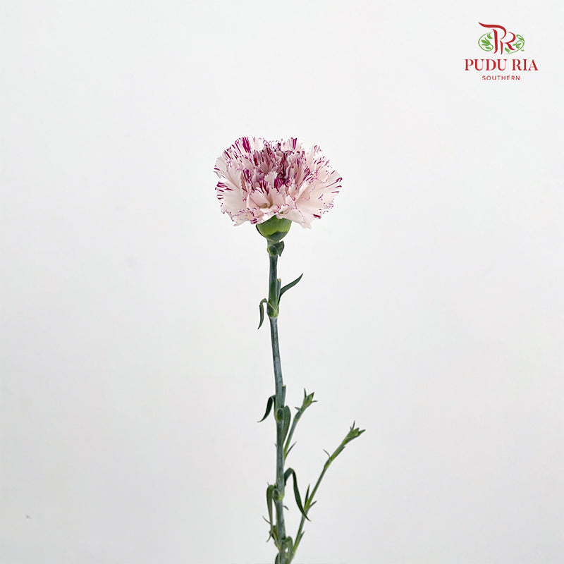 Carnation 变异尤香康乃馨 - (18-20 Stems)