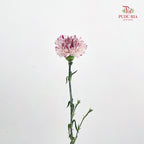 Carnation 变异尤香康乃馨 - (18-20 Stems)