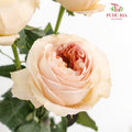 Rose Cream X-Pression - (8-10 Stems)