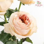 Rose Cream X-Pression - (8-10 Stems)