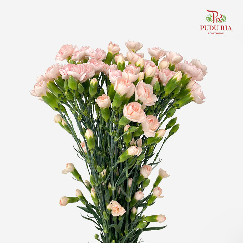 Carnation Spray Soft Peach 康乃馨- (18-20 Stems)