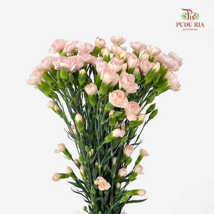 Carnation Spray Soft Peach 康乃馨- (18-20 Stems)