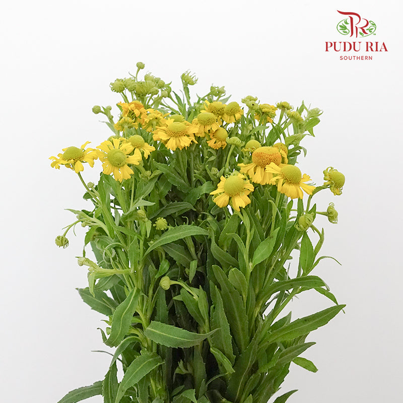 June Daisy - Pudu Ria Florist Southern