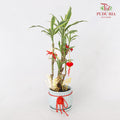 CNY Potted Plant Arrangement 2024#43