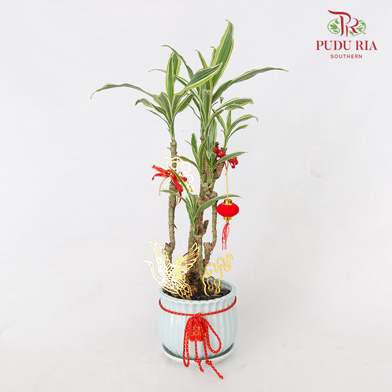 CNY Potted Plant Arrangement 2024#43