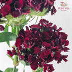 Phlox Red 福禄考 - (Per Bundle)