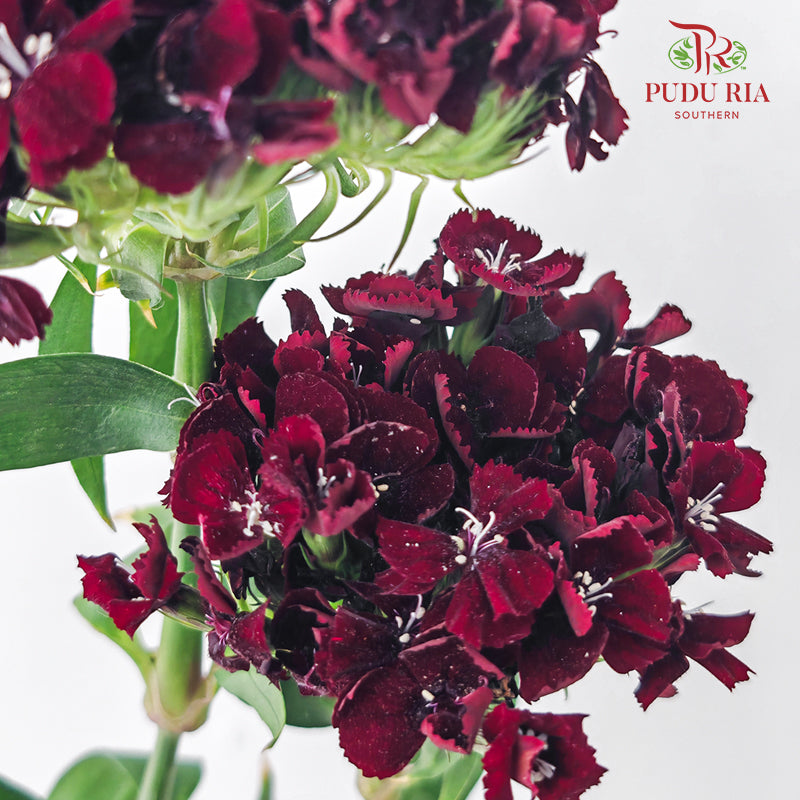 Phlox Red 福禄考 - (Per Bundle)