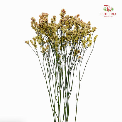 Limonium Sinese Yellow With Red (Caspia) - (2 Stems)