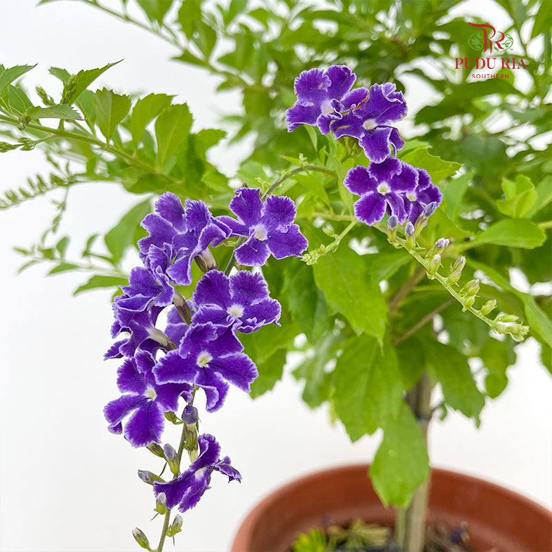 Duranta Erecta Lollipop P150