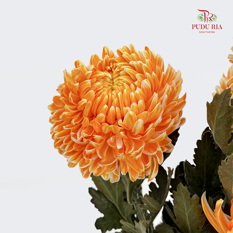 Peony Chrysanthemum Dyed Orange 牡丹菊 - (5 Stems)