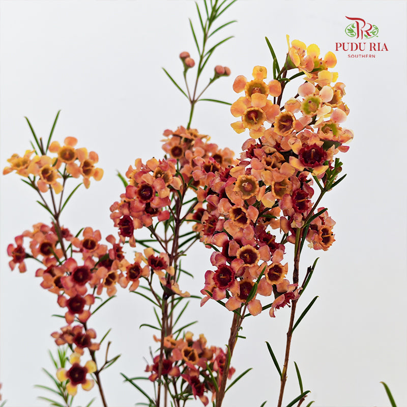 Wax Flower Champagne 蜡花 - (Per Bundle)