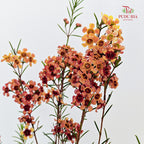 Wax Flower Champagne 蜡花 - (Per Bundle)