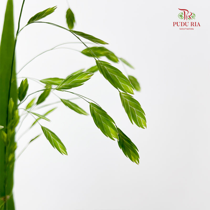 Mini Chasmanthium Grass 小盼草 - (Per Bundle)